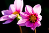 Flowers Everywhere : 